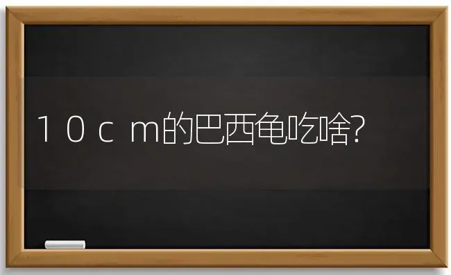 10cm的巴西龟吃啥？ | 动物养殖问答