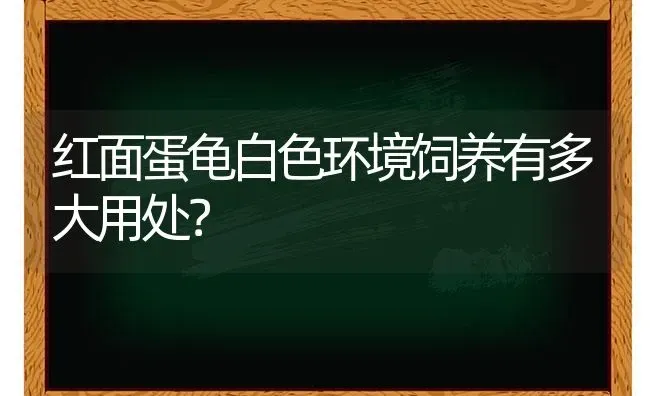 2个月虎斑猫怎么看品相？ | 动物养殖问答