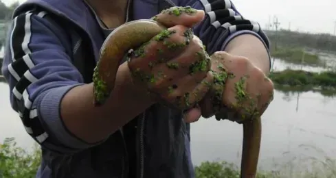 黄鳝喜欢吃什么饲料