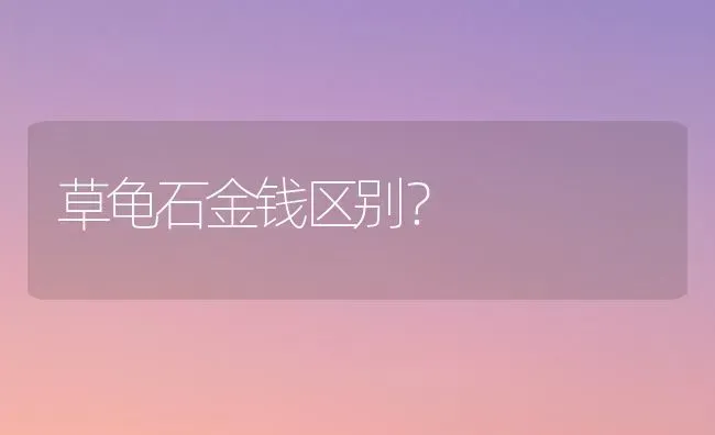 草龟石金钱区别？ | 动物养殖问答