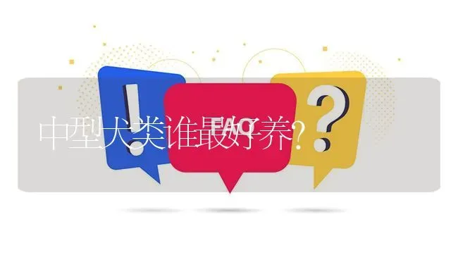 中型犬类谁最好养？ | 动物养殖问答