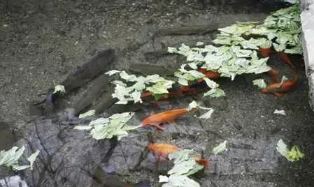 养鱼调控鱼池溶氧的措施