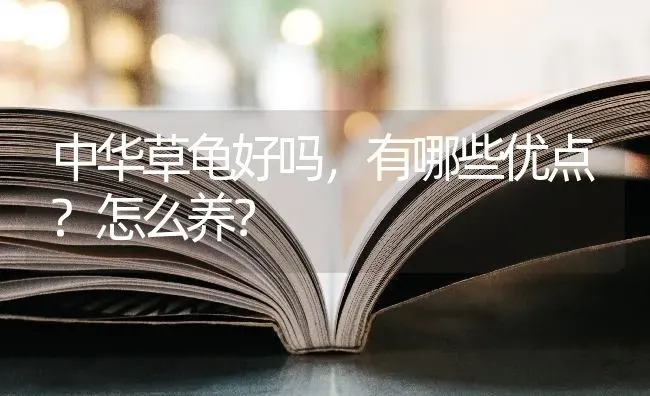 中华草龟好吗，有哪些优点?怎么养？ | 动物养殖问答