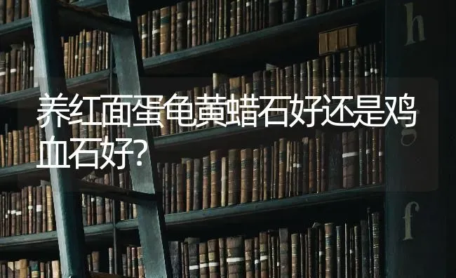 怎样让公猫快速配上母猫？ | 动物养殖问答