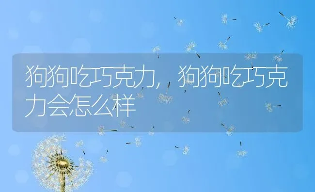 狗狗吃巧克力,狗狗吃巧克力会怎么样 | 宠物百科知识