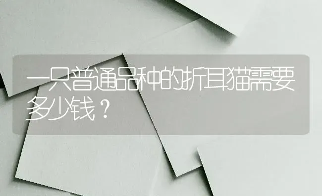 一只普通品种的折耳猫需要多少钱？ | 动物养殖问答