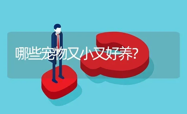 哪些宠物又小又好养？ | 动物养殖问答