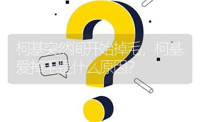 柯基突然间开始掉毛，柯基爱掉毛是什么原因？ | 动物养殖问答