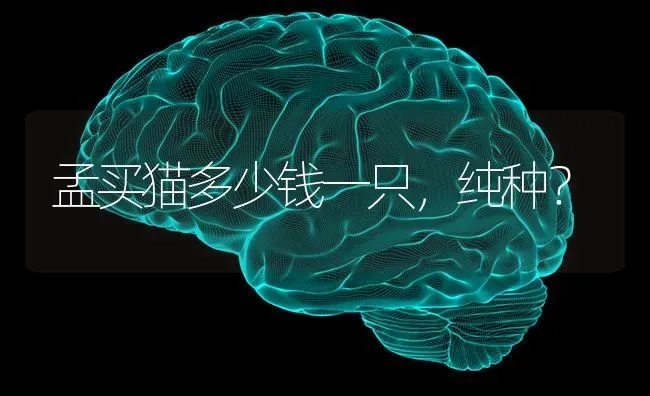 孟买猫多少钱一只，纯种？ | 动物养殖问答