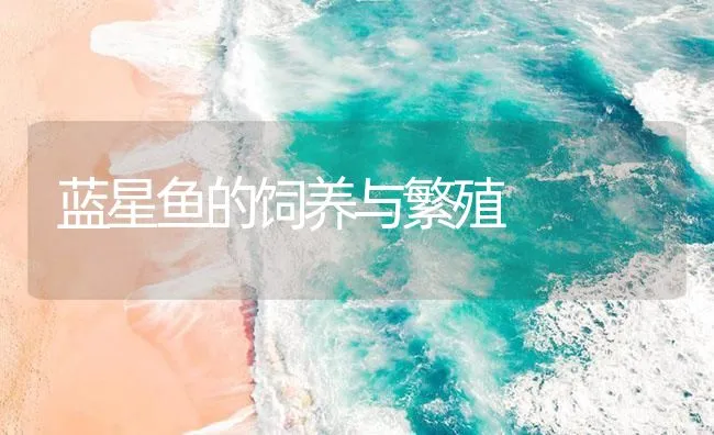 蓝星鱼的饲养与繁殖 | 海水养殖技术