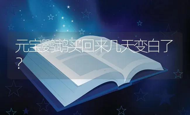 元宝鹦鹉买回来几天变白了？ | 鱼类宠物饲养