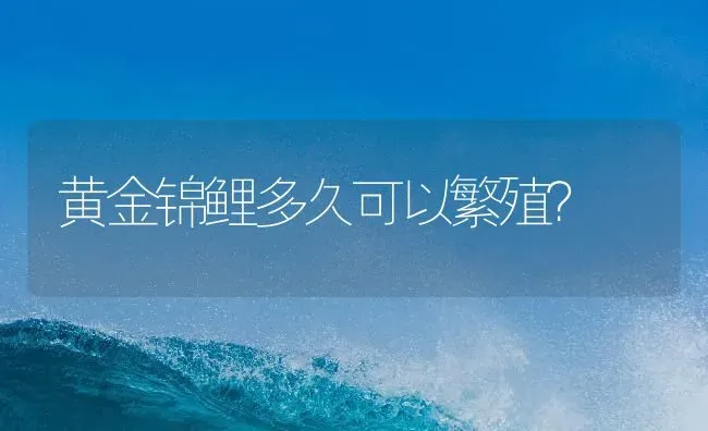 黄金锦鲤多久可以繁殖？ | 鱼类宠物饲养