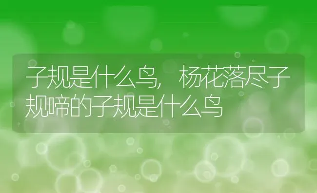 子规是什么鸟,杨花落尽子规啼的子规是什么鸟 | 宠物百科知识