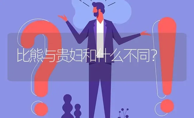 比熊与贵妇和什么不同？ | 动物养殖问答