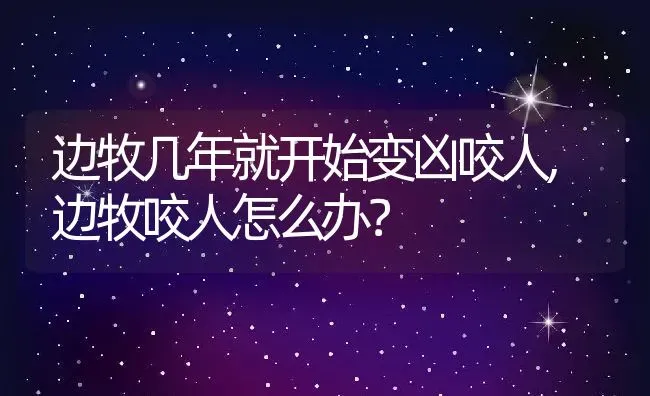 边牧几年就开始变凶咬人,边牧咬人怎么办？ | 宠物百科知识