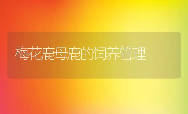 梅花鹿母鹿的饲养管理 | 动物养殖学堂