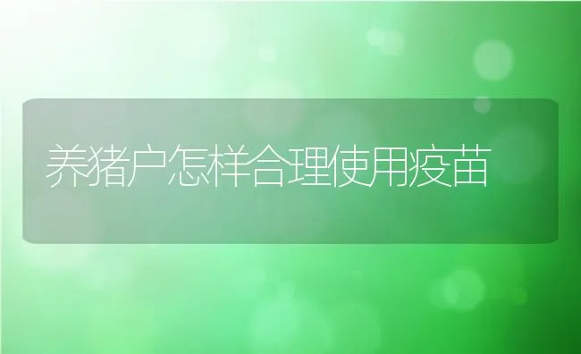 养猪户怎样合理使用疫苗 | 动物养殖学堂