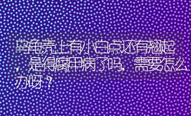 乌龟壳上有小白点还有翘起，是得腐甲病了吗，需要怎么办呀？ | 动物养殖问答