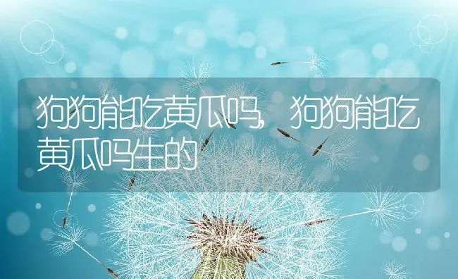 狗狗能吃黄瓜吗,狗狗能吃黄瓜吗生的 | 宠物百科知识