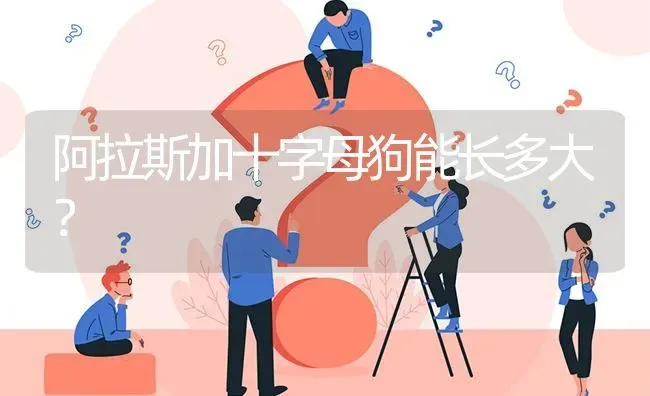 阿拉斯加十字母狗能长多大？ | 动物养殖问答