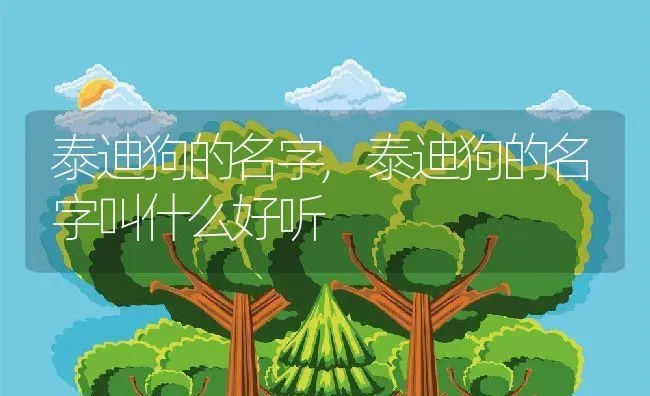 泰迪狗的名字,泰迪狗的名字叫什么好听 | 宠物百科知识