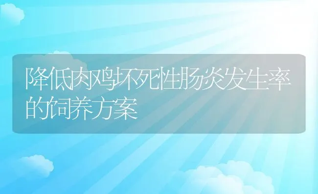 降低肉鸡坏死性肠炎发生率的饲养方案 | 动物养殖学堂