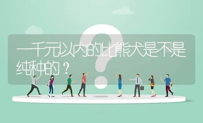 一千元以内的比熊犬是不是纯种的？ | 动物养殖问答