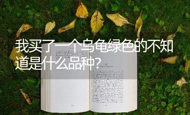 我买了一个乌龟绿色的不知道是什么品种？ | 动物养殖问答