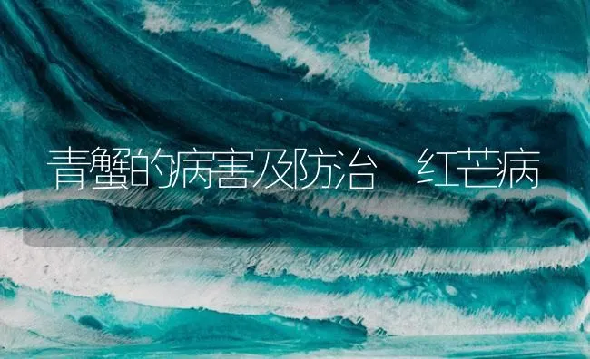 青蟹的病害及防治―红芒病 | 海水养殖技术