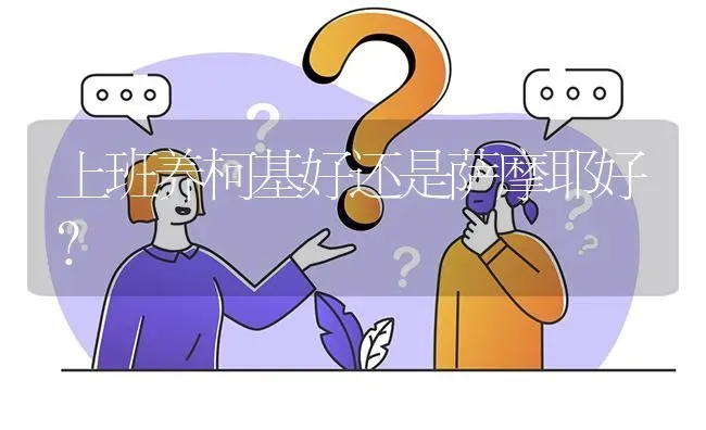 上班养柯基好还是萨摩耶好？ | 动物养殖问答