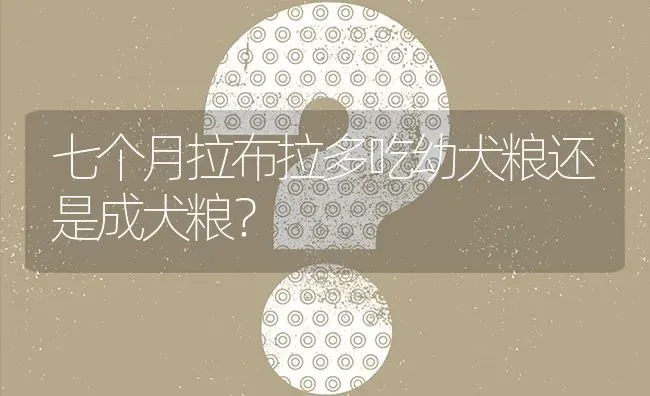 七个月拉布拉多吃幼犬粮还是成犬粮？ | 动物养殖问答