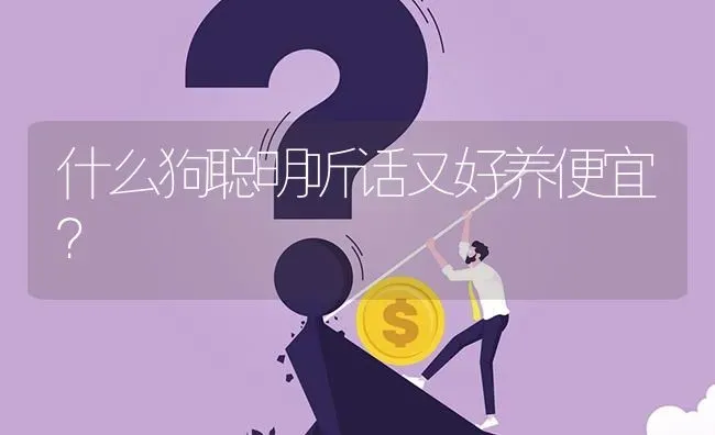 什么狗聪明听话又好养便宜？ | 动物养殖问答