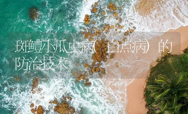 斑鳢小瓜虫病(白点病)的防治技术 | 海水养殖技术