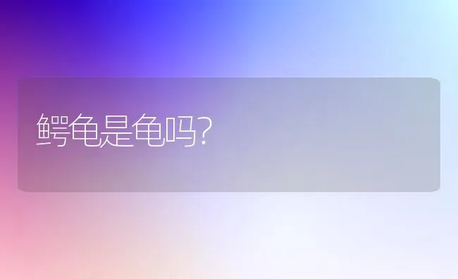 鳄龟是龟吗？ | 动物养殖问答