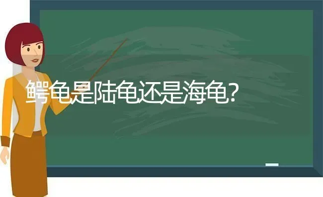 鳄龟是陆龟还是海龟？ | 动物养殖问答