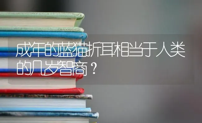 成年的蓝猫折耳相当于人类的几岁智商？ | 动物养殖问答