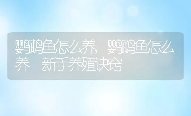 鹦鹉鱼怎么养,鹦鹉鱼怎么养 新手养殖诀窍 | 宠物百科知识