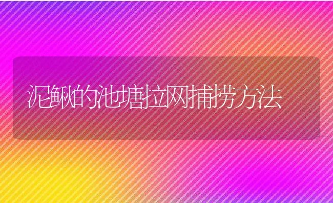 泥鳅的池塘拉网捕捞方法 | 动物养殖饲料