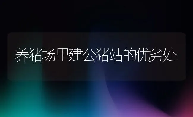 养猪场里建公猪站的优劣处 | 动物养殖学堂
