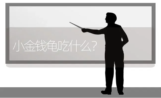 小金钱龟吃什么？ | 动物养殖问答