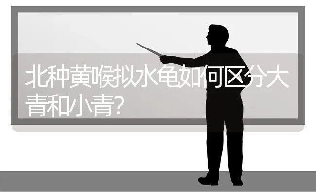 北种黄喉拟水龟如何区分大青和小青？ | 动物养殖问答