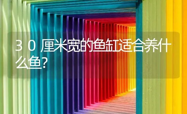 30厘米宽的鱼缸适合养什么鱼？ | 鱼类宠物饲养