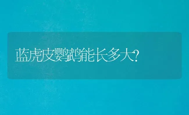 有绒绒的毛的狗是什么品种？ | 动物养殖问答