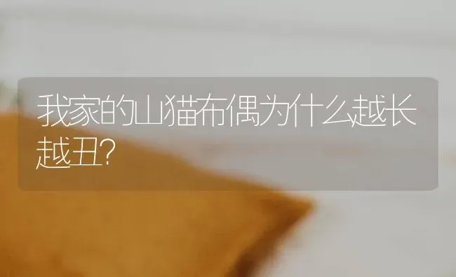 我家的山猫布偶为什么越长越丑？ | 动物养殖问答