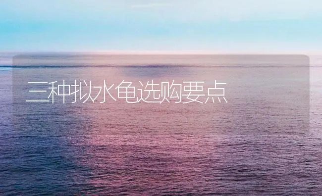 三种拟水龟选购要点 | 海水养殖技术