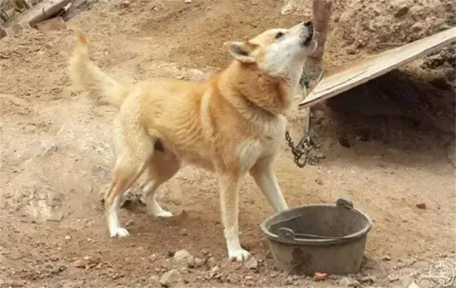 土狗的自然繁育方法,土狗的繁育方式有哪些？