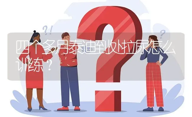 四个多月泰迪到处拉尿怎么训练？ | 动物养殖问答