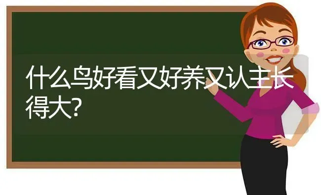 什么鸟好看又好养又认主长得大？ | 动物养殖问答