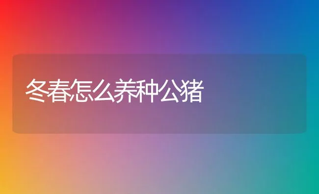 冬春怎么养种公猪 | 动物养殖学堂