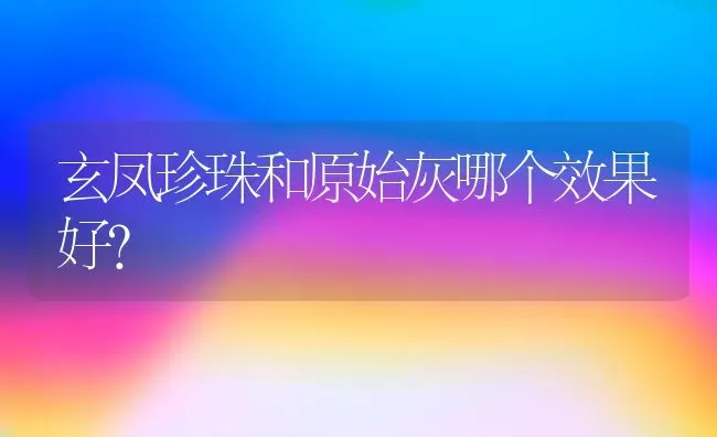 玄凤珍珠和原始灰哪个效果好？ | 动物养殖问答